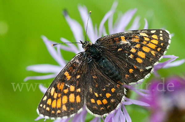 Wachtelweizen-Scheckenfalter (Melitaea athalia)