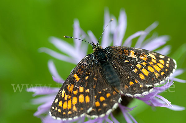 Wachtelweizen-Scheckenfalter (Melitaea athalia)