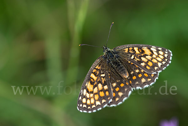 Wachtelweizen-Scheckenfalter (Melitaea athalia)