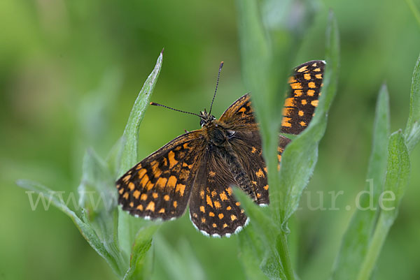 Wachtelweizen-Scheckenfalter (Melitaea athalia)