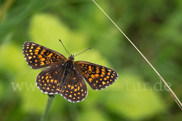 Wachtelweizen-Scheckenfalter (Melitaea athalia)