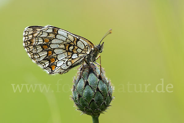 Wachtelweizen-Scheckenfalter (Melitaea athalia)