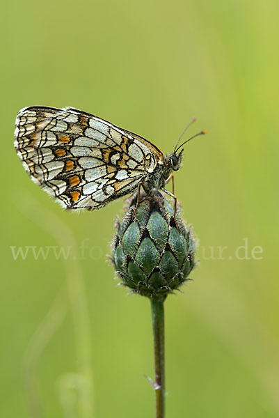 Wachtelweizen-Scheckenfalter (Melitaea athalia)