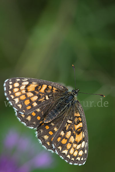 Wachtelweizen-Scheckenfalter (Melitaea athalia)