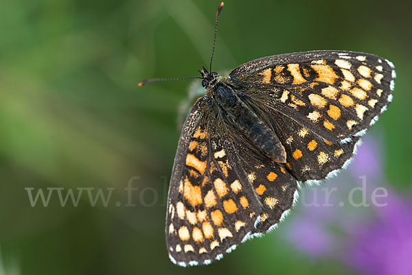 Wachtelweizen-Scheckenfalter (Melitaea athalia)