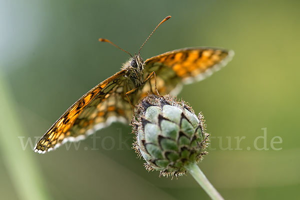 Wachtelweizen-Scheckenfalter (Melitaea athalia)