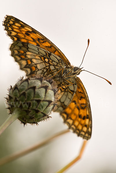 Wachtelweizen-Scheckenfalter (Melitaea athalia)