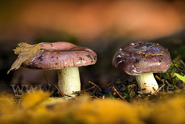 Wässriger Moor-Täubling (Russula aquosa)