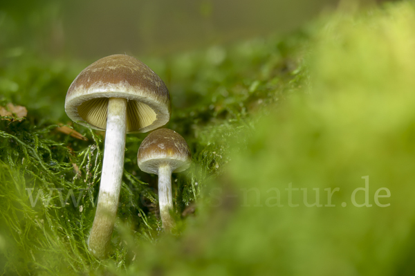 Wässriger Mürbling (Psathyrella piluliformis)