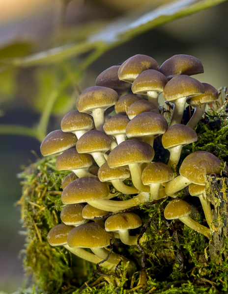 Wässriger Mürbling (Psathyrella piluliformis)
