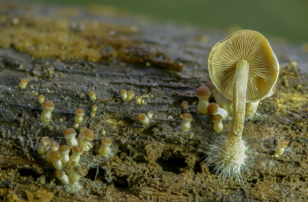 Wässriger Mürbling (Psathyrella piluliformis)