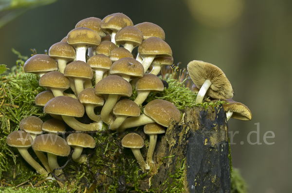 Wässriger Mürbling (Psathyrella piluliformis)