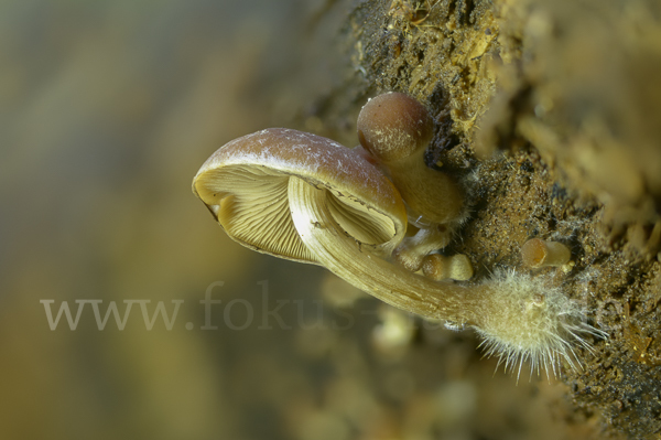 Wässriger Mürbling (Psathyrella piluliformis)