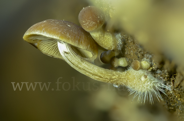 Wässriger Mürbling (Psathyrella piluliformis)