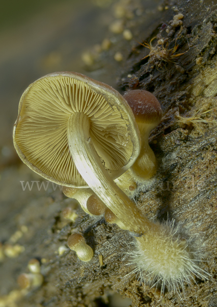 Wässriger Mürbling (Psathyrella piluliformis)