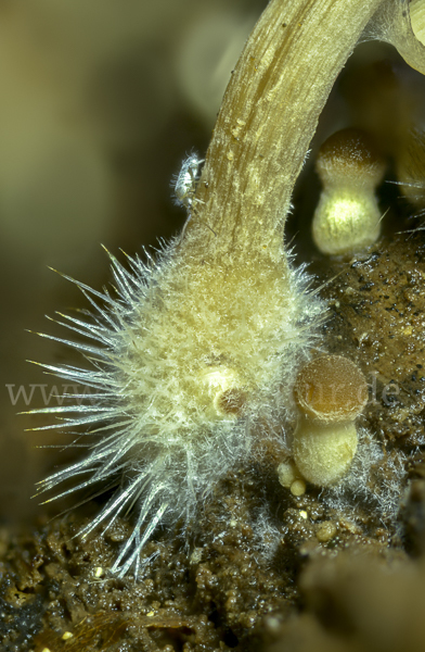 Wässriger Mürbling (Psathyrella piluliformis)