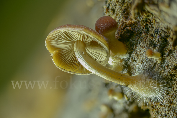 Wässriger Mürbling (Psathyrella piluliformis)