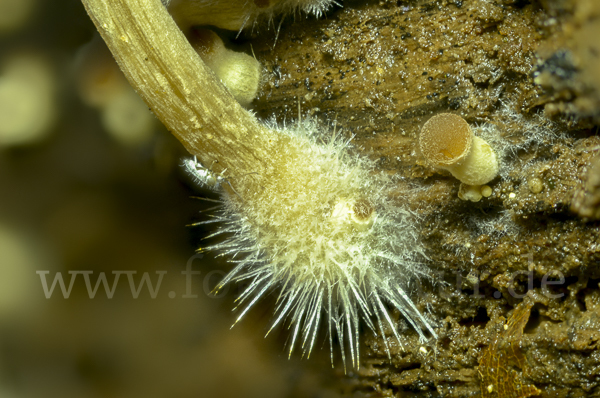 Wässriger Mürbling (Psathyrella piluliformis)