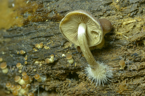 Wässriger Mürbling (Psathyrella piluliformis)