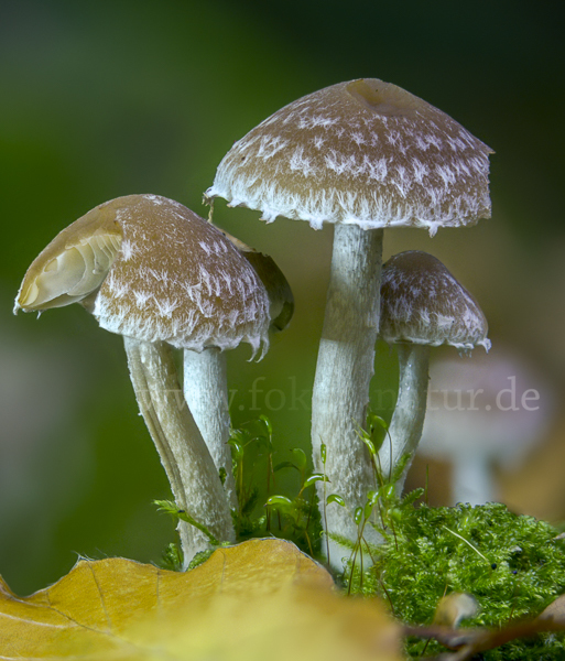 Wässriger Mürbling (Psathyrella piluliformis)