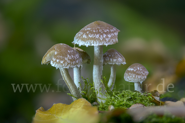 Wässriger Mürbling (Psathyrella piluliformis)