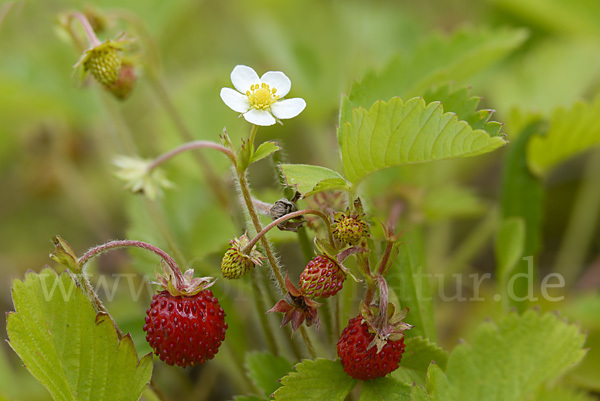 Wald-Erdbeere (Fragaria vesca)