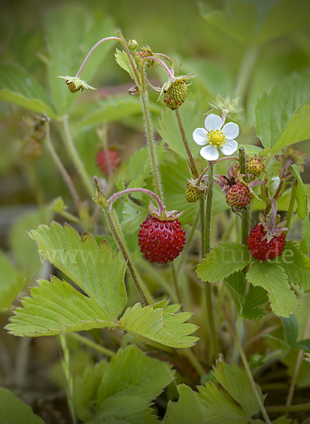 Wald-Erdbeere (Fragaria vesca)