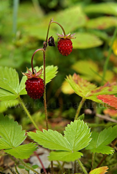 Wald-Erdbeere (Fragaria vesca)