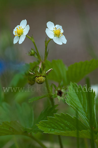 Wald-Erdbeere (Fragaria vesca)