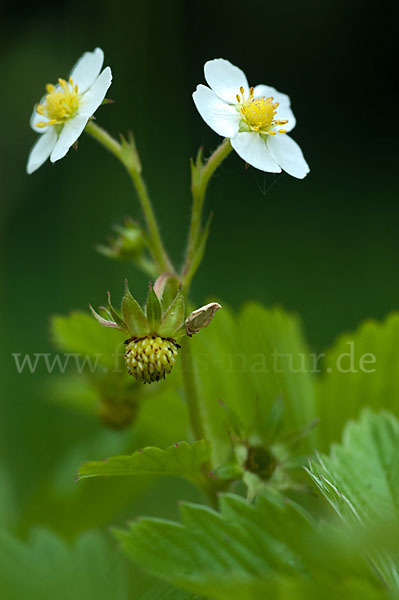 Wald-Erdbeere (Fragaria vesca)