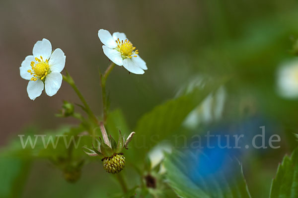 Wald-Erdbeere (Fragaria vesca)