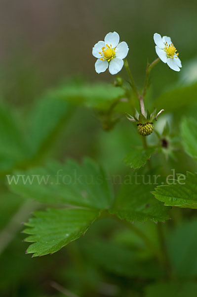 Wald-Erdbeere (Fragaria vesca)