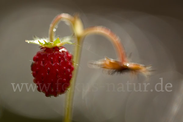 Wald-Erdbeere (Fragaria vesca)