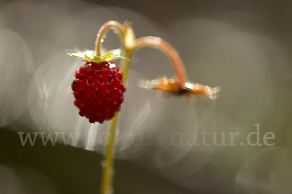 Wald-Erdbeere (Fragaria vesca)