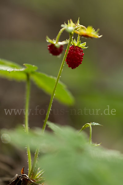 Wald-Erdbeere (Fragaria vesca)
