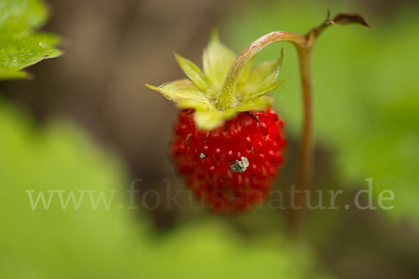 Wald-Erdbeere (Fragaria vesca)