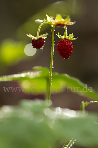 Wald-Erdbeere (Fragaria vesca)