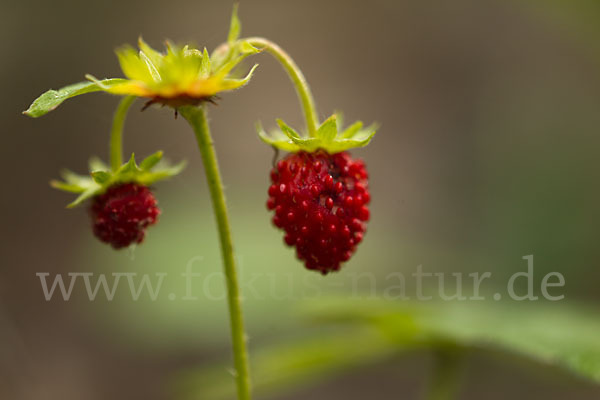 Wald-Erdbeere (Fragaria vesca)