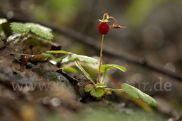 Wald-Erdbeere (Fragaria vesca)