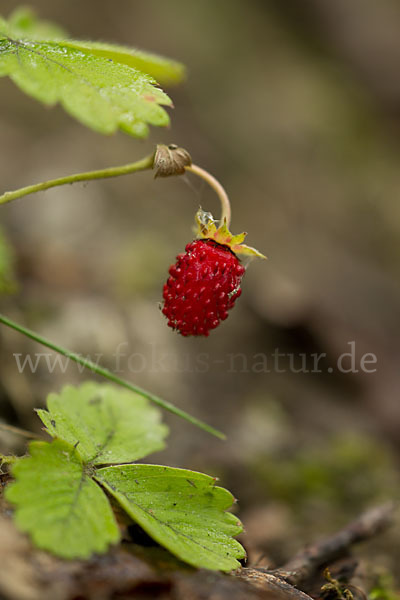 Wald-Erdbeere (Fragaria vesca)