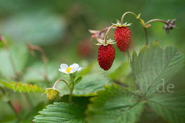 Wald-Erdbeere (Fragaria vesca)