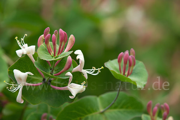 Wald-Geißblatt (Lonicera periclymenum)