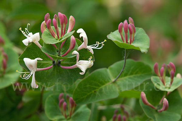 Wald-Geißblatt (Lonicera periclymenum)