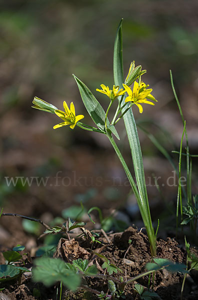 Wald-Gelbstern (Gagea lutea)