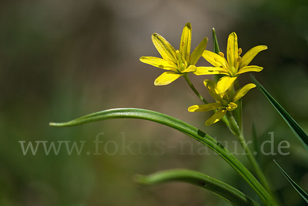 Wald-Gelbstern (Gagea lutea)