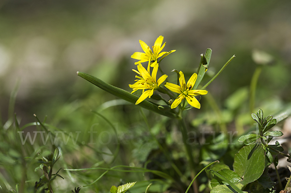 Wald-Gelbstern (Gagea lutea)