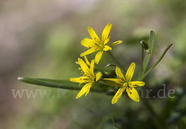 Wald-Gelbstern (Gagea lutea)