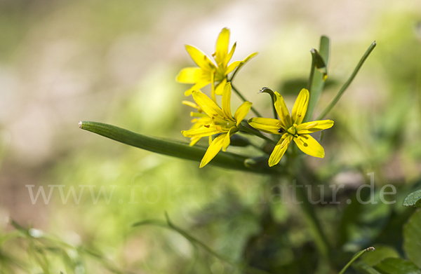 Wald-Gelbstern (Gagea lutea)