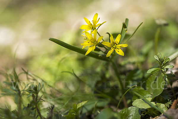 Wald-Gelbstern (Gagea lutea)