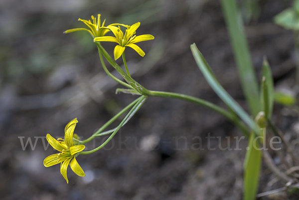 Wald-Gelbstern (Gagea lutea)